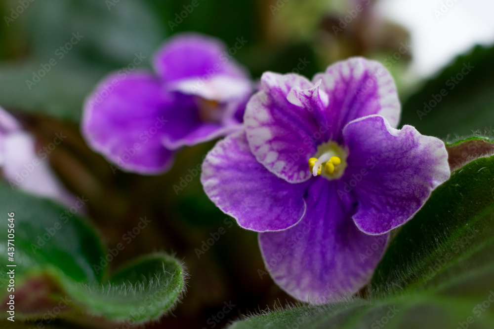 Macro photo of african violet flower saintpaulia in lilac tones and colors with yelliw core close up. Macro photo of african violet flower saintpaulia in lilac tones and colors with yelliw core close up.