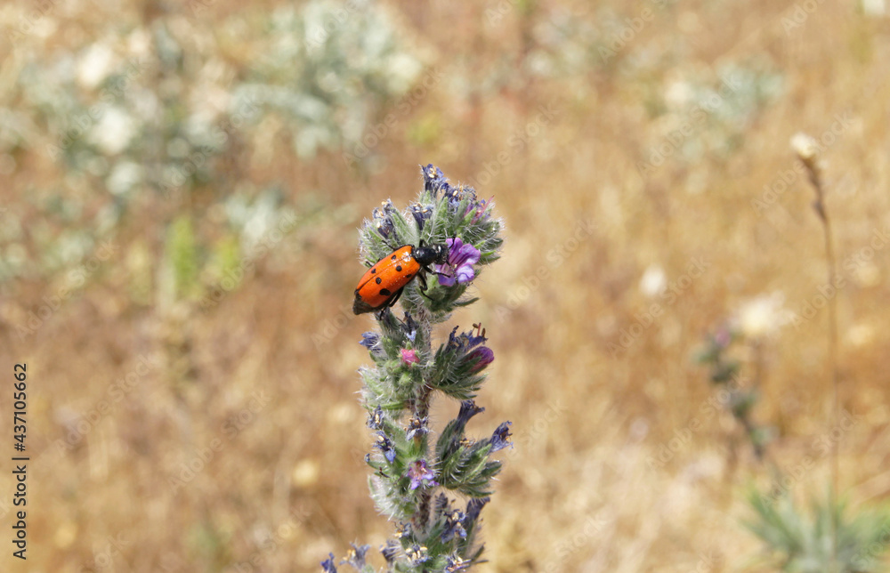 Mylabris quadripunctata is a species of beetle of the Meloidae family, so called for their defensive secretion of a blistering agent, cantharidin. Some are aposematically colored (black and red). Mylabris quadripunctata is a species of beetle of the Meloidae family, so called for their defensive secretion of a blistering agent, cantharidin. Some are aposematically colored (black and red).