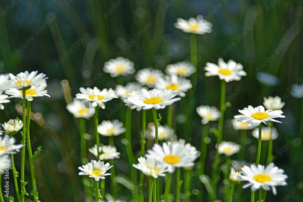 White chamomile flowers in a clearing in the summer afternoon White chamomile flowers in a clearing in the summer afternoon