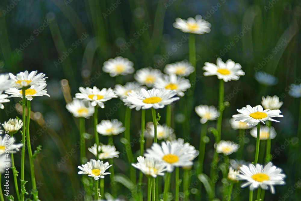 White chamomile flowers in a clearing in the summer afternoon