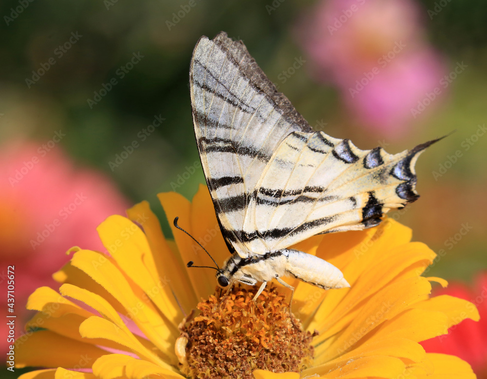 Obraz premium Schmetterling auf Blüte/Blume