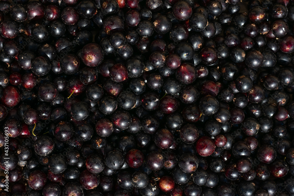Pattern made of freshly picked black currant berries. Washed vegetarian berries harvesting and gathering eco food Pattern made of freshly picked black currant berries. Washed vegetarian berries harvesting and gathering eco food