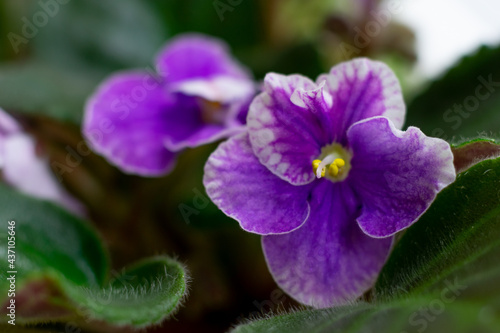 Macro photo of african violet flower saintpaulia in lilac tones and colors with yelliw core close up.