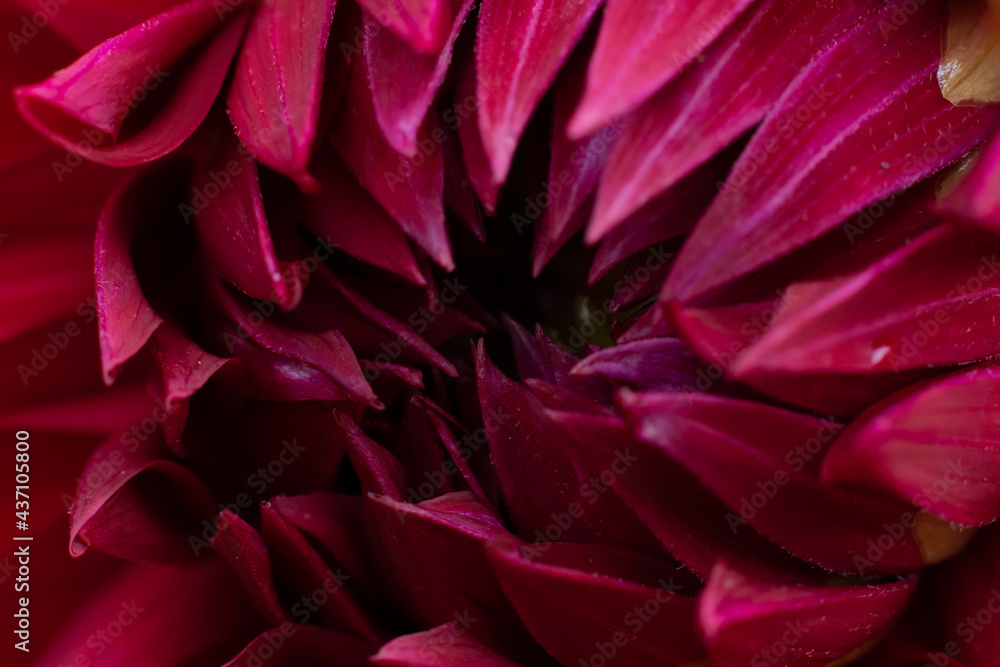 Macro photo of burgundy dahlia flower with many soft delicate petals. Floral backdrop Macro photo of burgundy dahlia flower with many soft delicate petals. Floral backdrop