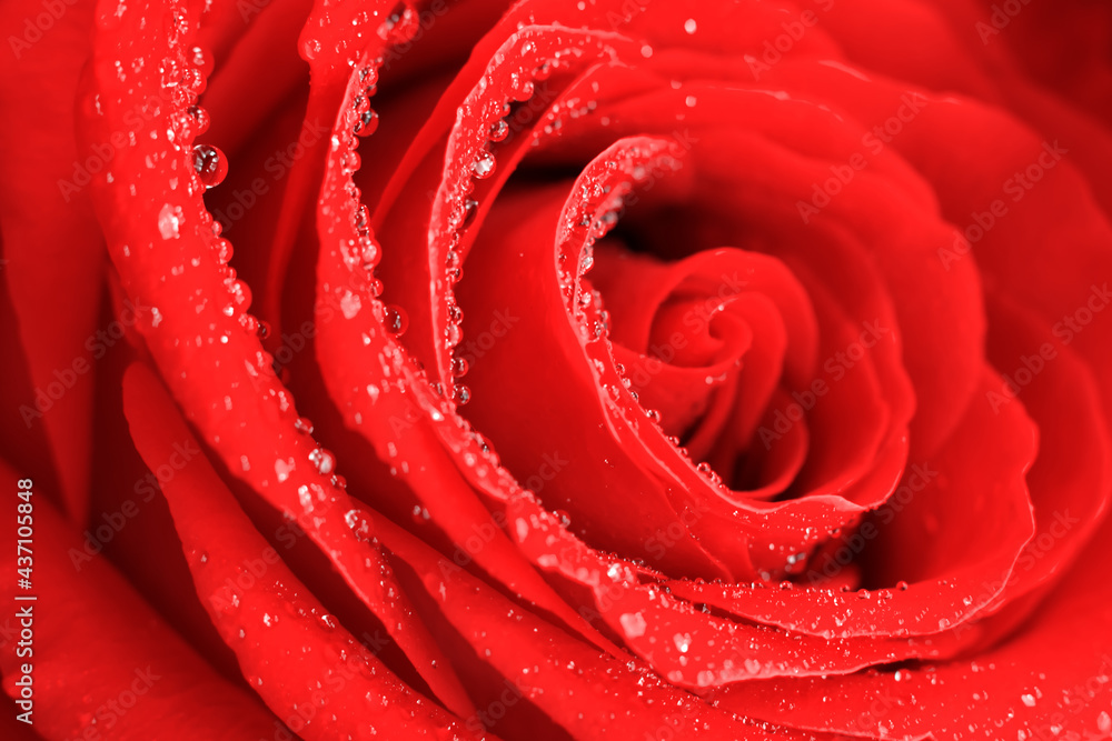 Bright vivd floral background made of silken wet red rose macro flower.Close up spiral core, fragranced flowers with water doplets on petals Bright vivd floral background made of silken wet red rose macro flower.Close up spiral core, fragranced flowers with water doplets on petals