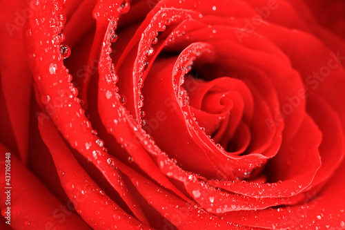 Bright vivd floral background made of silken wet red rose macro flower.Close up spiral core  fragranced flowers with water doplets on petals