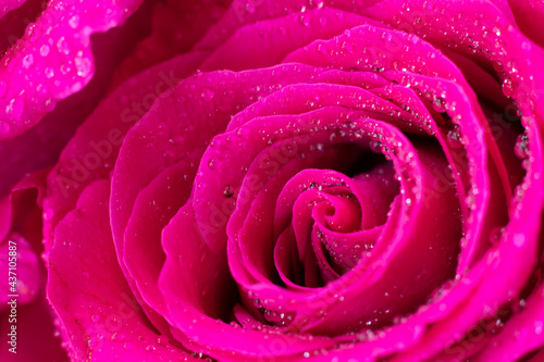 Wet magenta macro rose flower and tiny water drops on silken petals. Floral design element for making Valentine's Day, Anniversary and Birthday cards