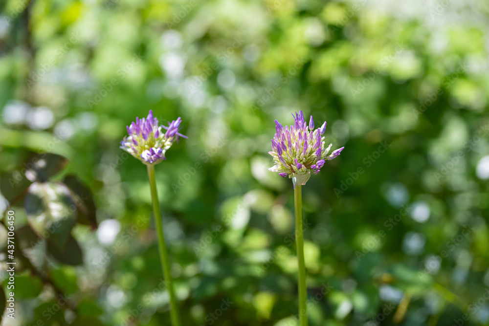 Lila Allium Knospen im Sommer