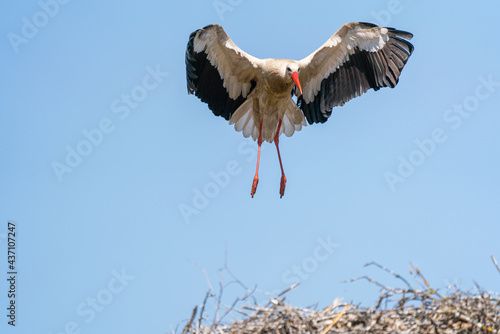 Stork just before perching on a branch of a Eucalyptus