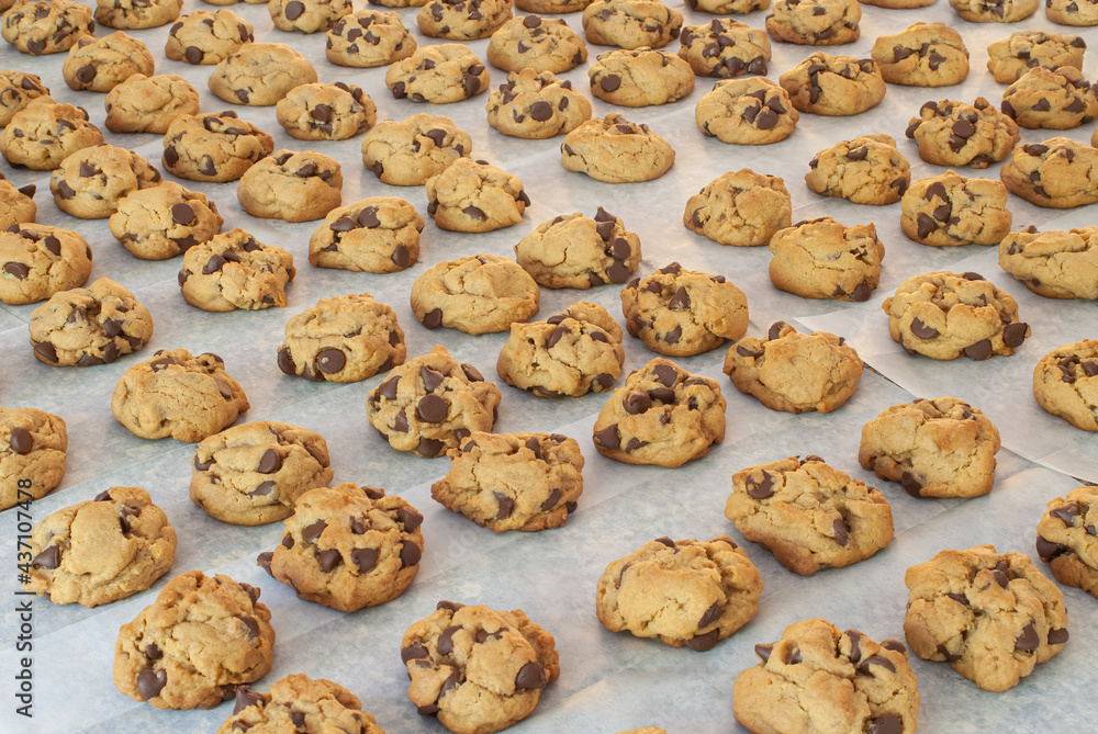 Rows of chocolatechip cookies sit on wax paper to cool after baking