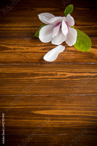 one pink flower on a branch of blooming magnolia on a wooden table