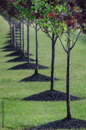 Принти на полотні Row of newly planted trees