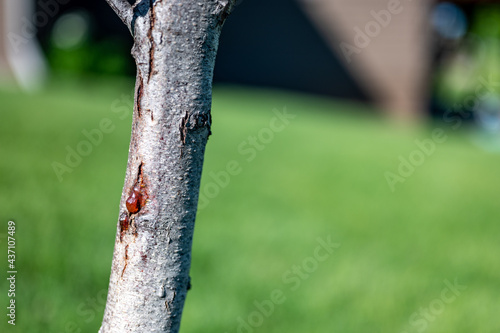 Φωτογραφία damaged bark of on a peach tree in the spring caused by an infestation of Peacht