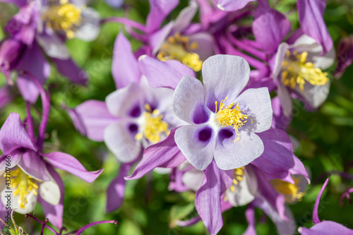 Lila-gelbe Akelei Blüten