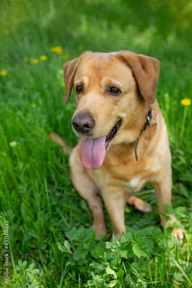 dog breed labrador. Orange dog in green grass