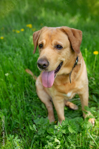 dog breed labrador. Orange dog in green grass © Svetlana