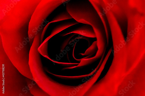 Fototapeta Naklejka Na Ścianę i Meble -  A close-up of a rose with red petals. Valentine's Day