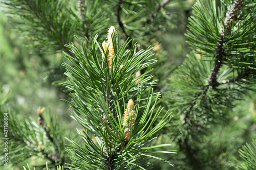 Pine tree branch with young cones. Natural green coniferous background.