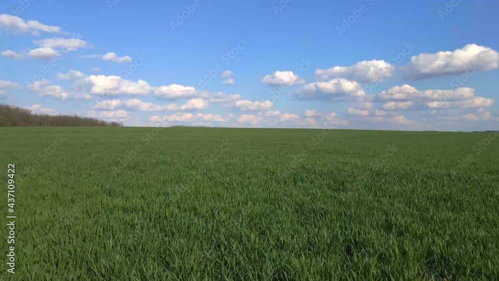 field of young, green wheat from above field of young, green wheat from above
