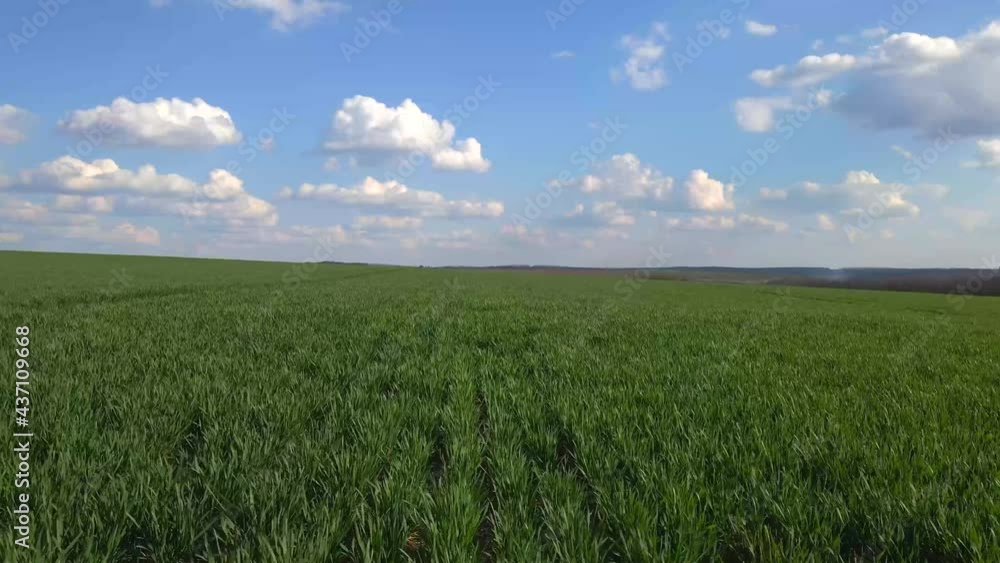 field of young, green wheat from above field of young, green wheat from above