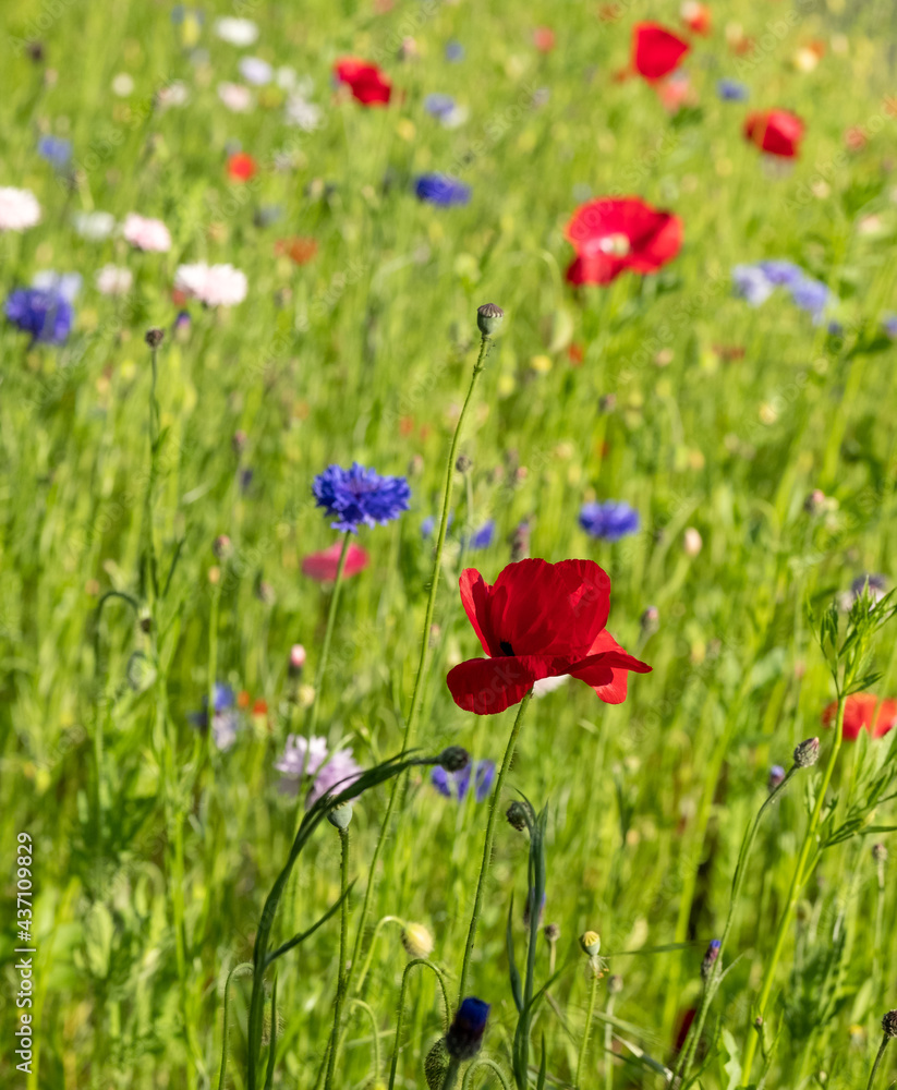 Fototapeta premium Colourful wild flowers, including cornflowers and poppies, on a roadside verge in Ickenham, West London UK. The Borough of Hillingdon has been planting wild flowers next to roads to support wildlife.