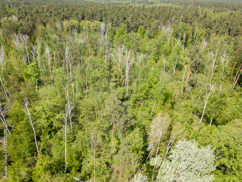 Green forest in spring. Aerial drone view.