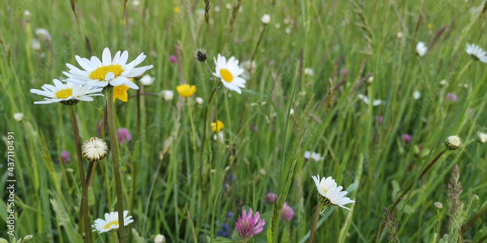 Fototapeta premium grass and flowers