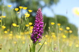 a beautiful big purple wild orchid closeup in a natural grassland with lots of yellow buttercups in springtime
