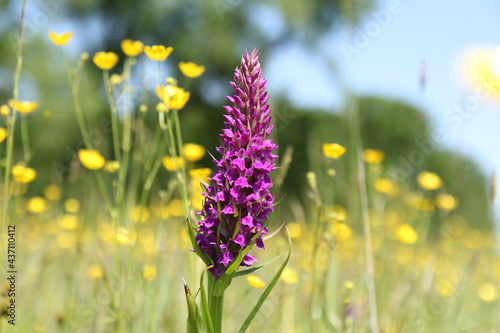 a beautiful big purple wild orchid closeup in a natural grassland with lots of yellow buttercups in springtime photo