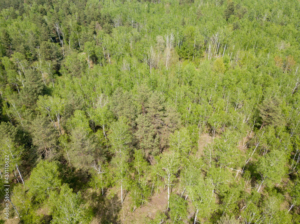 Green forest in spring. Aerial drone view. Green forest in spring. Aerial drone view.