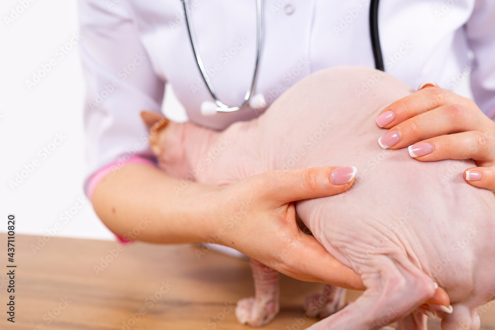 Cropped photo of vet doctor hands hugging sphinx pet cat. Medical exam at veterinary clinic. Veterinary health care. Domestic animals regular check up Cropped photo of vet doctor hands hugging sphinx pet cat. Medical exam at veterinary clinic. Veterinary health care. Domestic animals regular check up