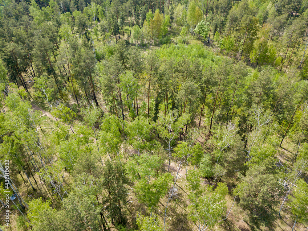 Green forest in spring. Aerial drone view. Green forest in spring. Aerial drone view.