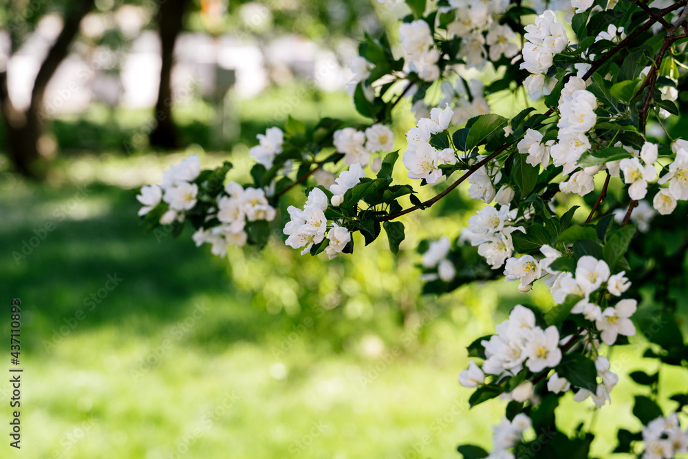 White beautiful flowers in apple tree blooming in the spring. Blurred background. Beautiful spring background for a banner, postcards with blooming tree.