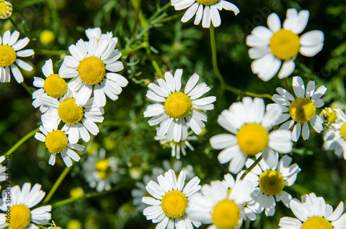 field daisies in a natural environment in sunlight