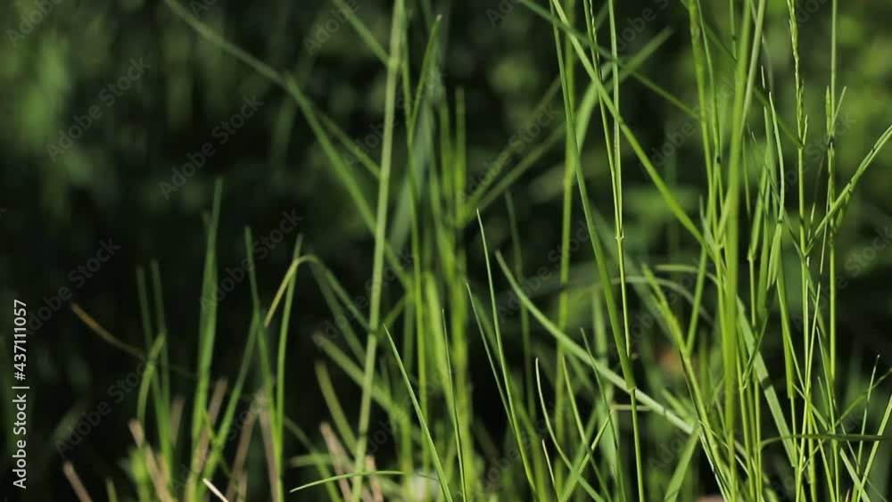 Grass sways in the wind. Green grass texture close up. Grass background. Swaying grass. Grass sways in the wind. Green grass texture close up. Grass background. Swaying grass.