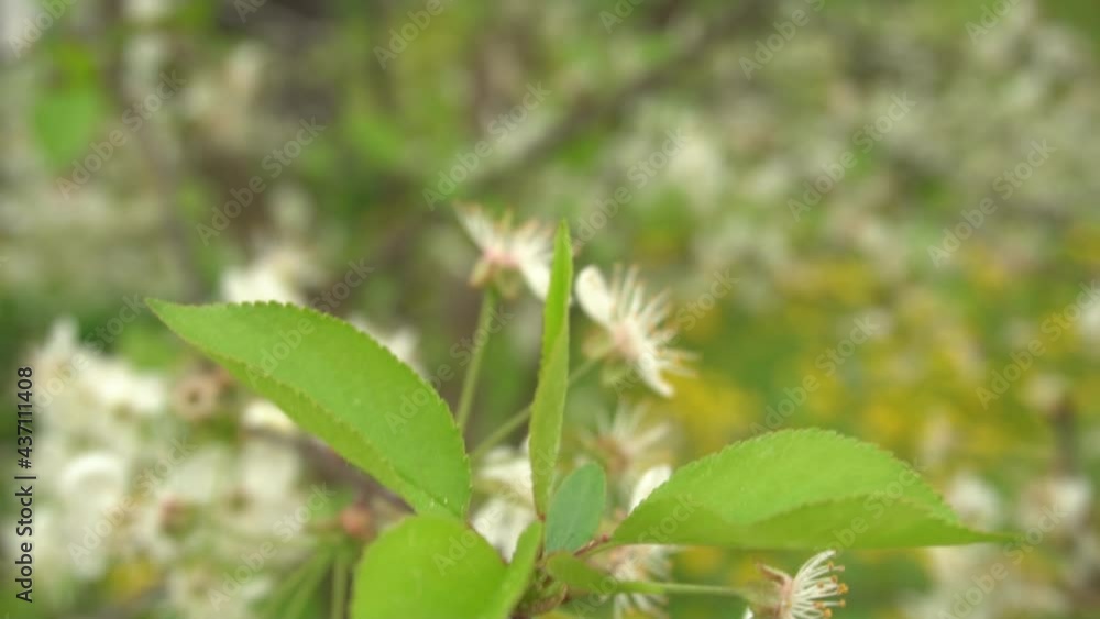 Cherry tree branch blooms and sways in the wind Cherry tree branch blooms and sways in the wind