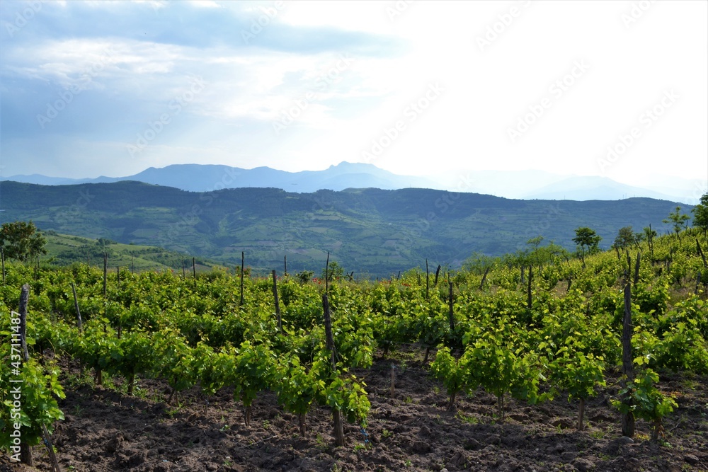 wineyards in early summer in vegetative state with mountains in the background