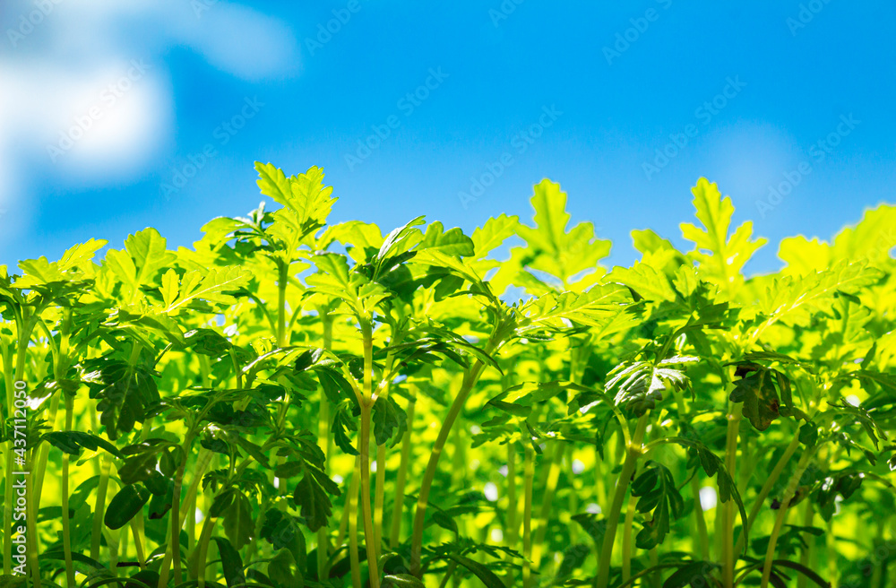 field and sky. green seedlings in spring indoors. closeup field and sky. green seedlings in spring indoors. closeup