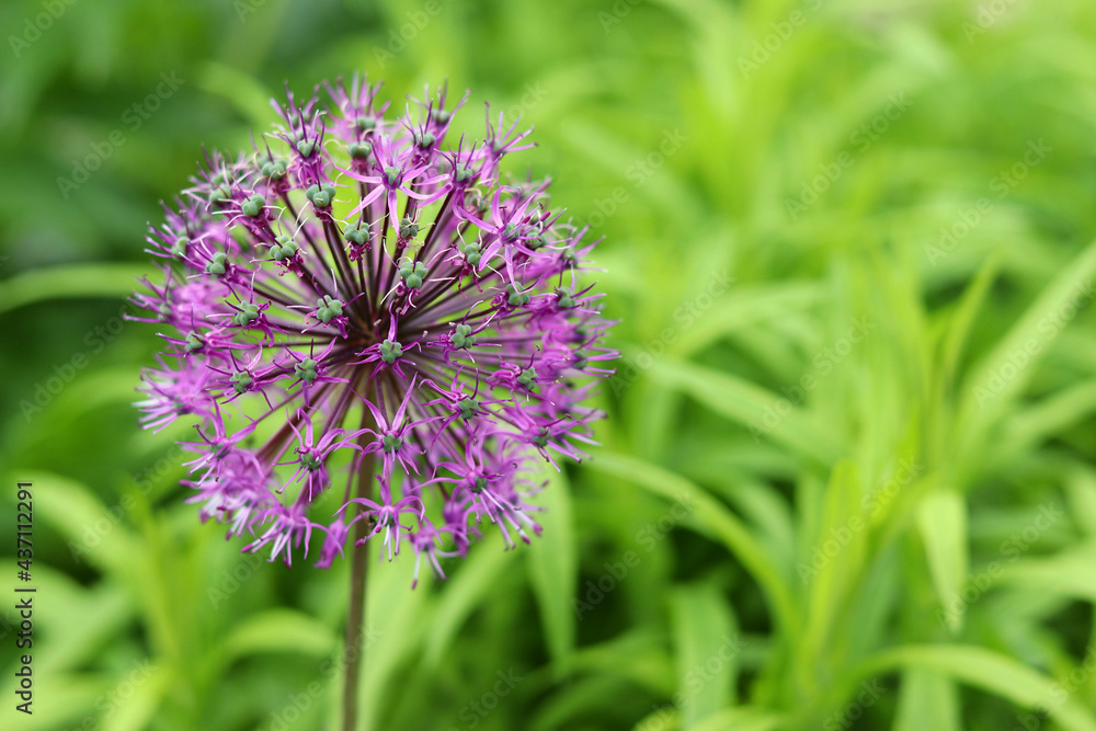 Colorful purple flower on blurry background Colorful purple flower on blurry background