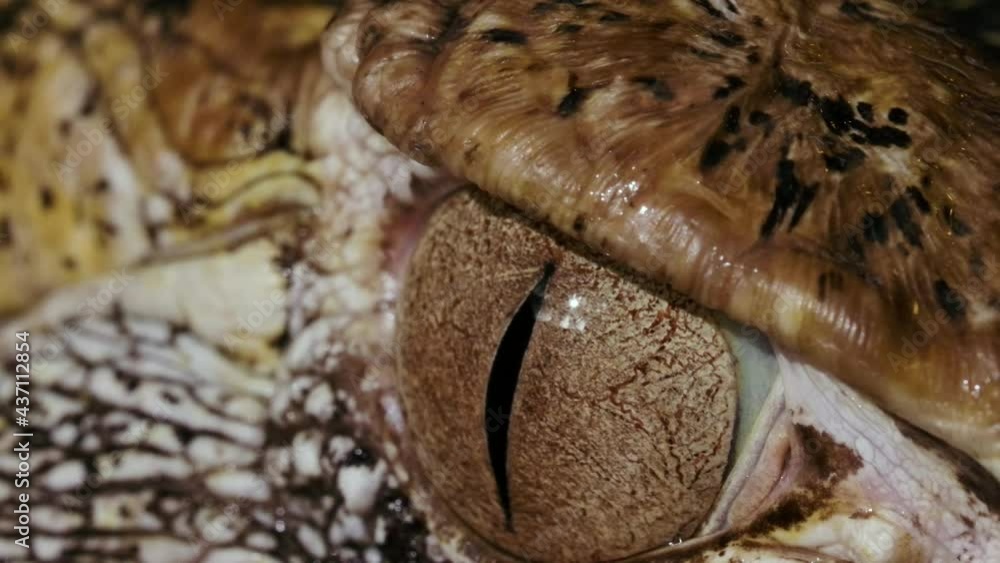 Macro close up of a crocodillian eyeball Macro close up of a crocodillian eyeball