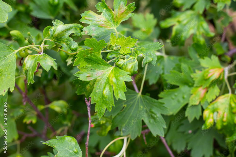 Currant leaves affected by Anthracnose. Fruit tree diseases and pest control Currant leaves affected by Anthracnose. Fruit tree diseases and pest control