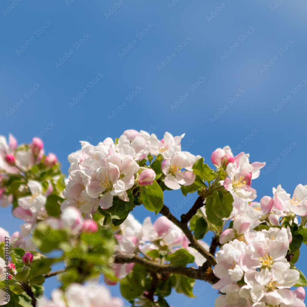 Apple blossoms in the park in sunny weather. Spring season