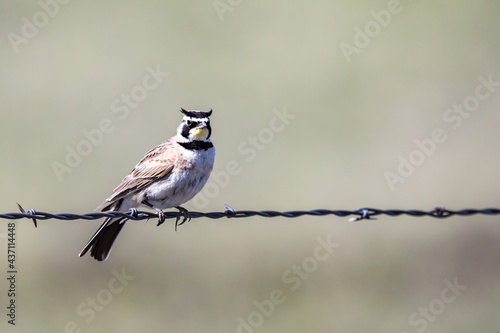 Horned Lark Surveys the Scene From a Barbed Wire Fence photo