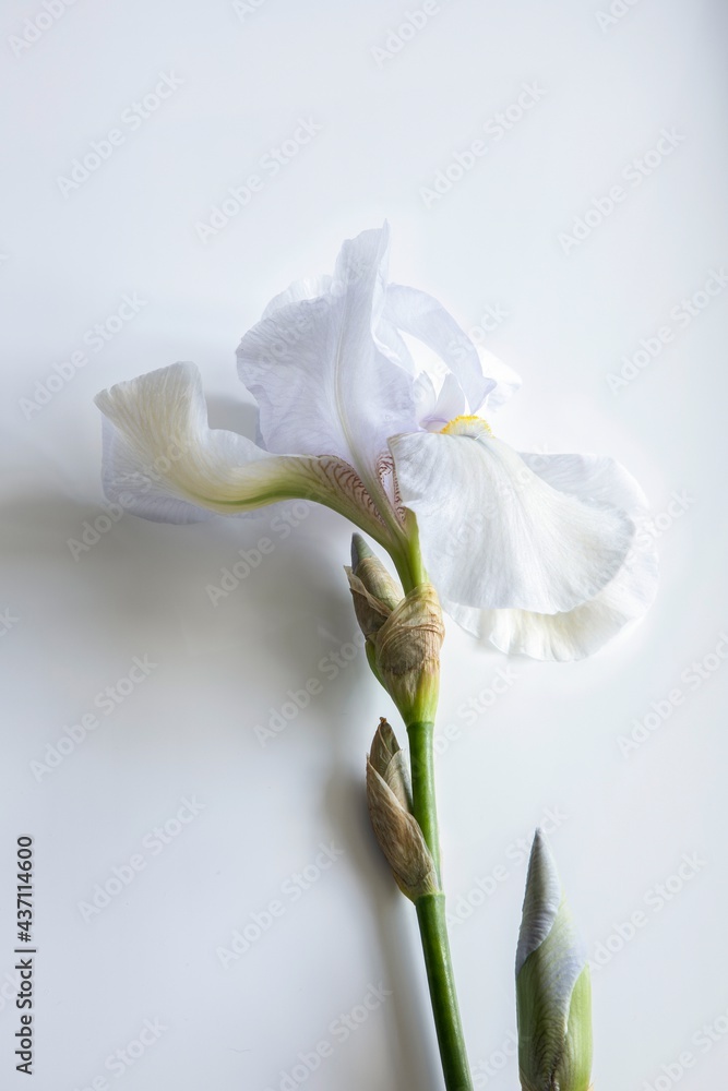 Obraz premium White iris flower on white backgound closeup