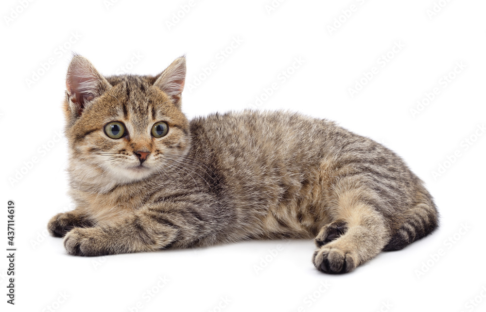 Obraz premium Little gray kitten .