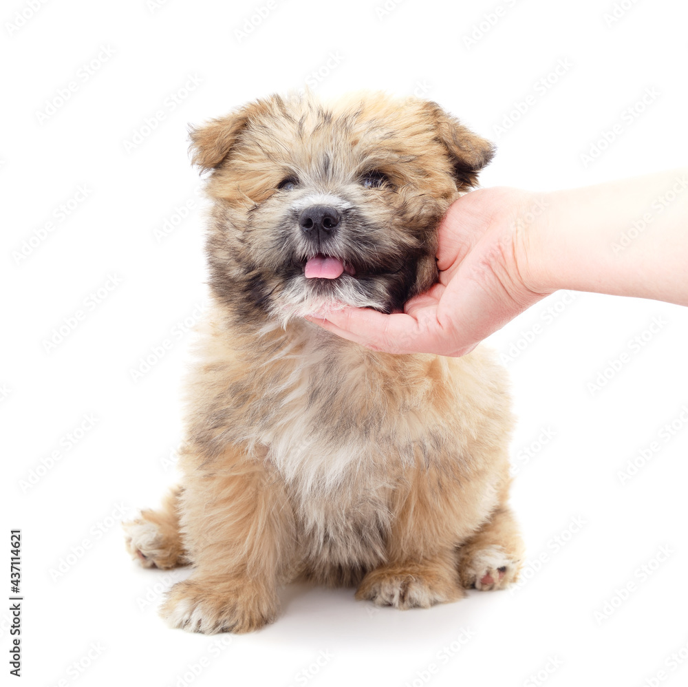 Little fluffy puppy caressing hand. Little fluffy puppy caressing hand.
