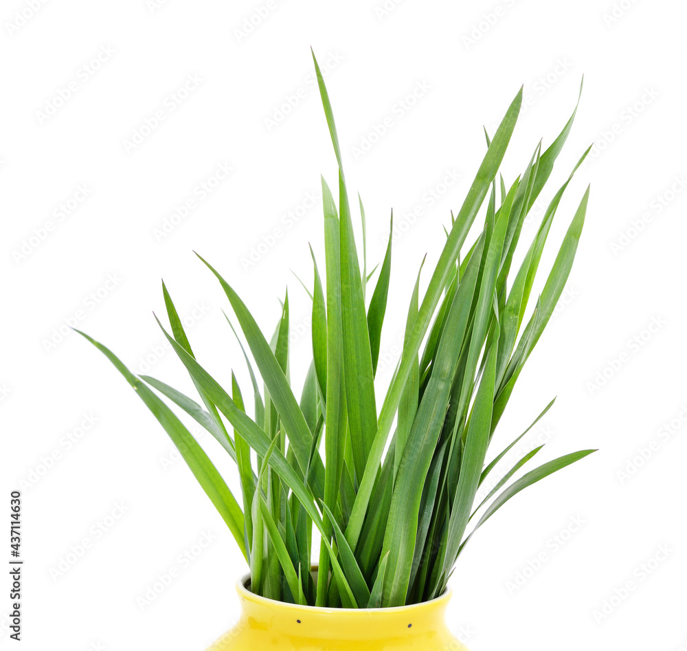 Bunch of green grass in weight. Bunch of green grass in weight.