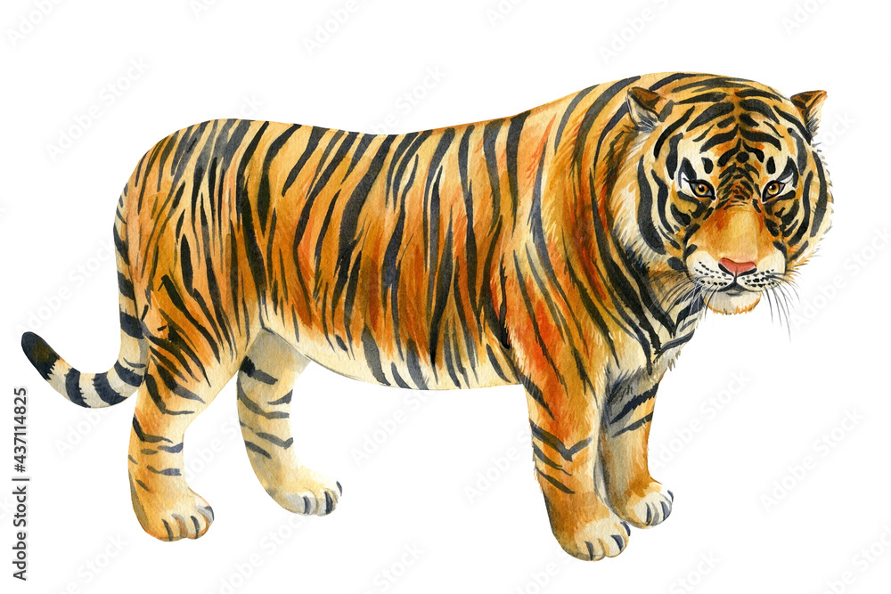 Tiger on an isolated white background. Watercolor illustration, cute ...
