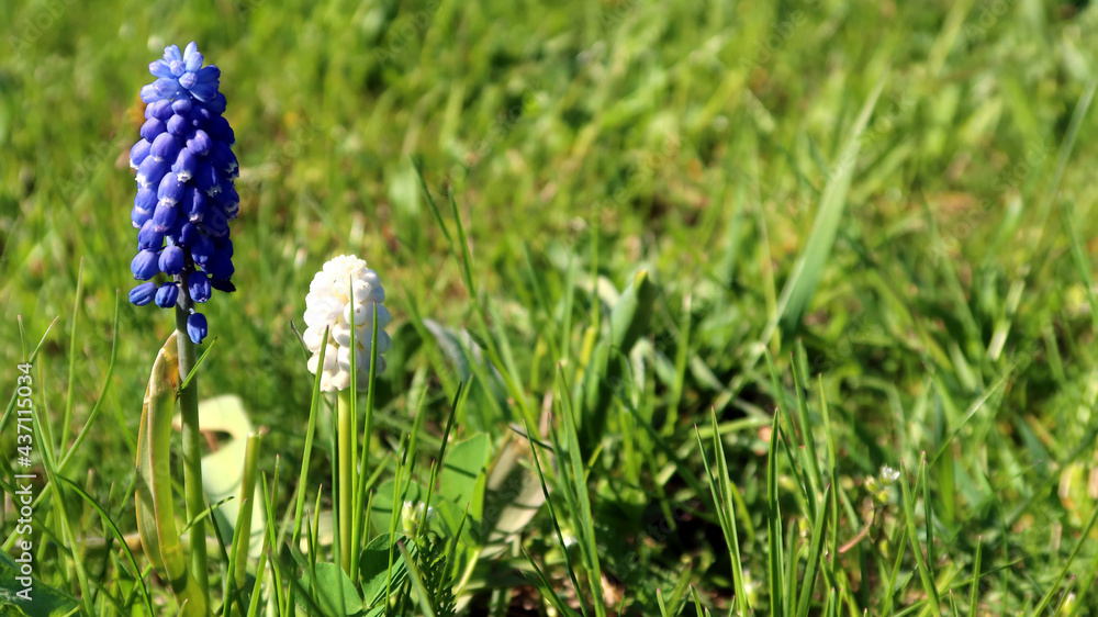 Muscari, common name: grape hyacinth. Blue and white muscari blooming in the spring, closeup with selective focus. Bell-shaped blue and white flowers Muscari, common name: grape hyacinth. Blue and white muscari blooming in the spring, closeup with selective focus. Bell-shaped blue and white flowers
