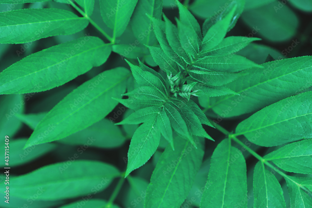 Natural dark green foliage of forest vegetation as a natural background. Natural dark green foliage of forest vegetation as a natural background.